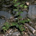 Nothofagus pumilio Hàbitat