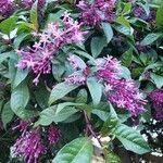 Fuchsia paniculata 花