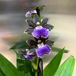 Zygopetalum maculatum Цветок