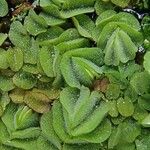 Salvinia molesta 整株植物