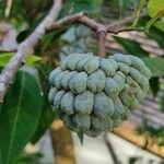 Annona squamosa Fruitua