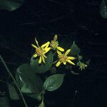 Tilesia baccata Flors