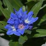 Buglossoides gastonii Flower