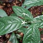 Nichallea soyauxii Flower