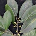 Ilex brasiliensis Fruct