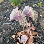 Ptilotus extenuatusBlüte