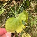 Ranunculus cassubicus Frunză