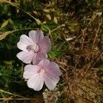 Malva hispanica फूल