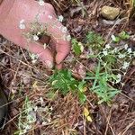 Euphorbia corollataBlad