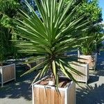 Yucca madrensis Хабит