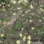 Clematis campestris Hábito
