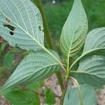 Cornus alternifolia Leaf