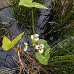 Sagittaria montevidensis Květ