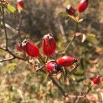 Rosa caninaVrucht