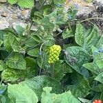 Arum maculatum Fruct