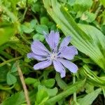 Cichorium intybus Fleur