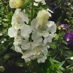 Angelonia angustifolia Цветок