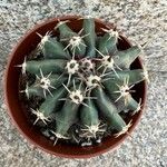 Echinocactus texensis 葉