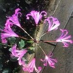 Nerine undulata Flower