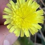 Pilosella officinarum Flower