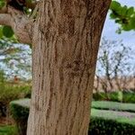 Terminalia catappa 樹皮