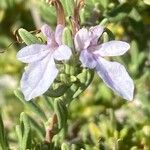 Teucrium brevifolium Flor