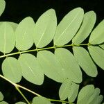 Lennea viridiflora Folha