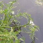 Oenanthe aquatica Flower