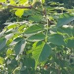 Dahlia imperialis Hoja