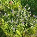 Echium vulgare花