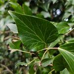Hedera colchica Foglia
