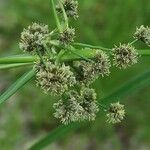 Scirpus atrovirens Květ