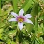 Sisyrinchium rosulatum പുഷ്പം