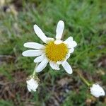 Leucanthemum graminifolium Flor