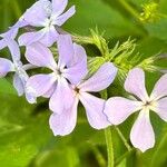 Phlox divaricata 花