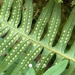 Polypodium interjectum ഫലം