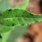 Silphium asteriscus Leaf