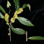 Xylosma longifolia Habit