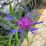 Centaurea triumfettii Fleur