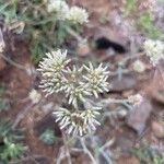 Helichrysum glumaceum Fiore