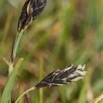 Carex atrofusca Fruit