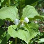 Trillium flexipes 形态