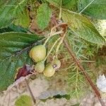 Aria edulis Fruit