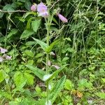 Penstemon canescens 叶