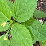 Impatiens parviflora Blatt