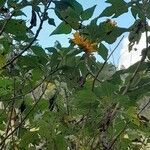 Tithonia diversifolia Habitat