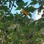 Tithonia diversifolia Habit