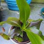 Nepenthes spp. Leaf