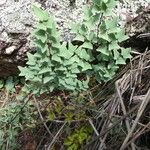 Hemionitis calomelanos Ŝelo