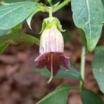Atropa bella-donna Flower